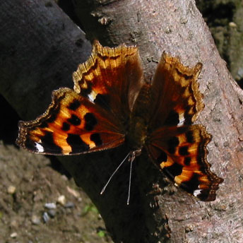 Compton Tortoiseshell