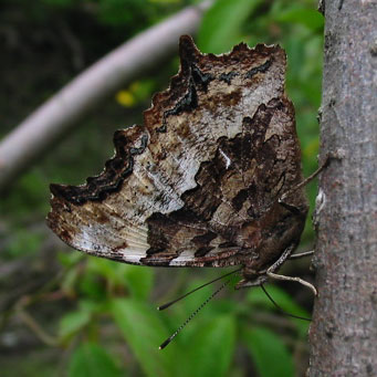 Compton Tortoiseshell