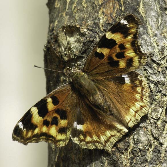 Compton Tortoiseshell
