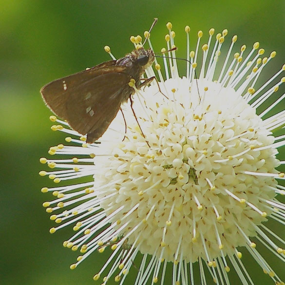 Twin Spot Skipper