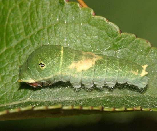 Canadian Tiger Swallowtail