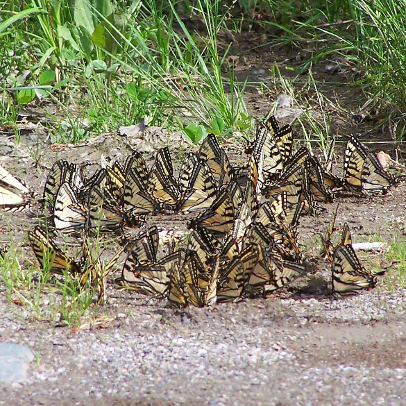 Canadian Tiger Swallowtail