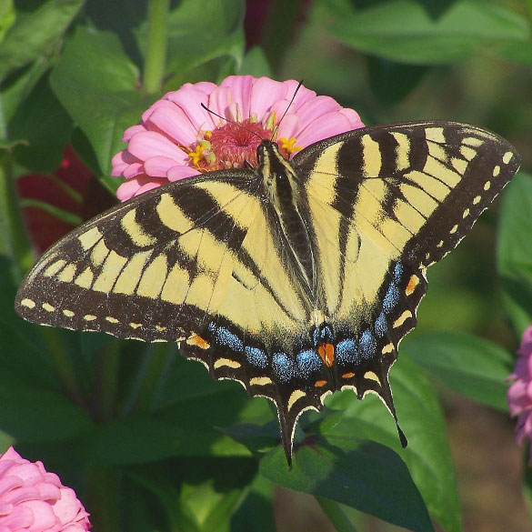 Eastern Tiger Swallowtail