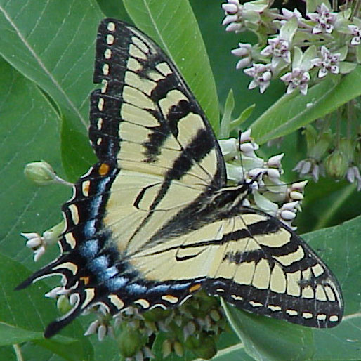 Eastern Tiger Swallowtail