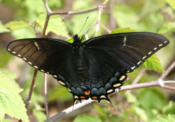 Eastern Tiger Swallowtail