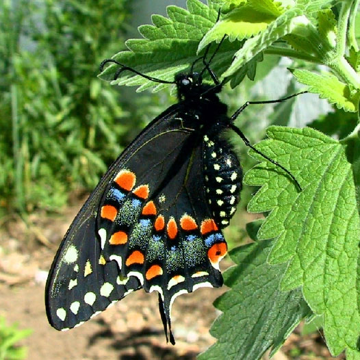 Black Swallowtail