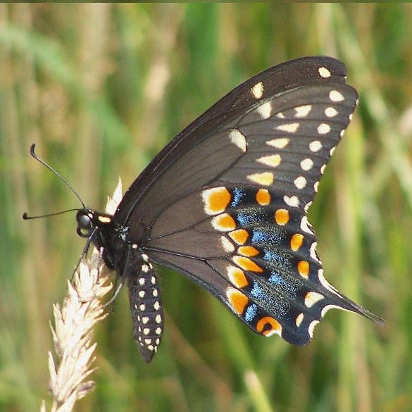 Black Swallowtail