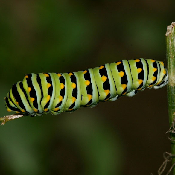 Black Swallowtail