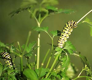 Black Swallowtail