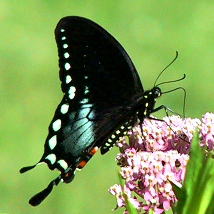 Spicebush Swallowtail