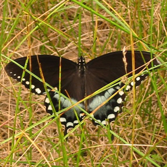Spicebush Swallowtail