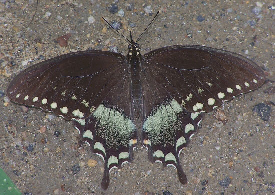 Spicebush Swallowtail