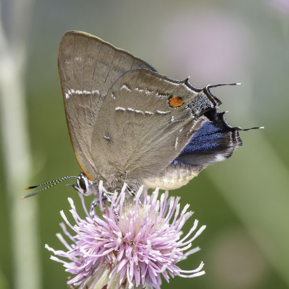 White M Hairstreak