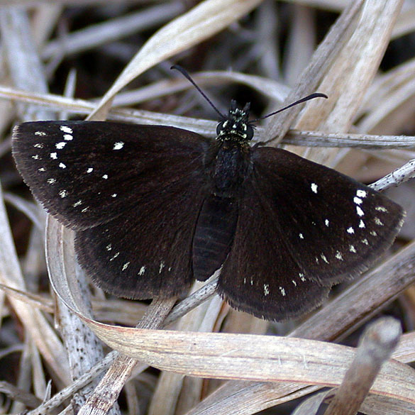 Common Sootywing