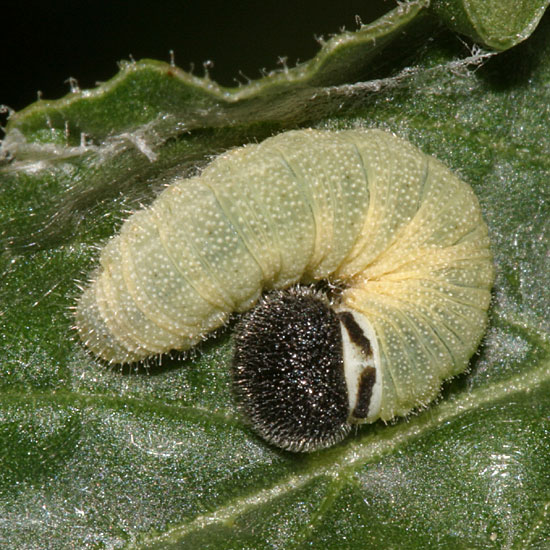 Common Sootywing