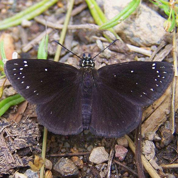 Common Sootywing