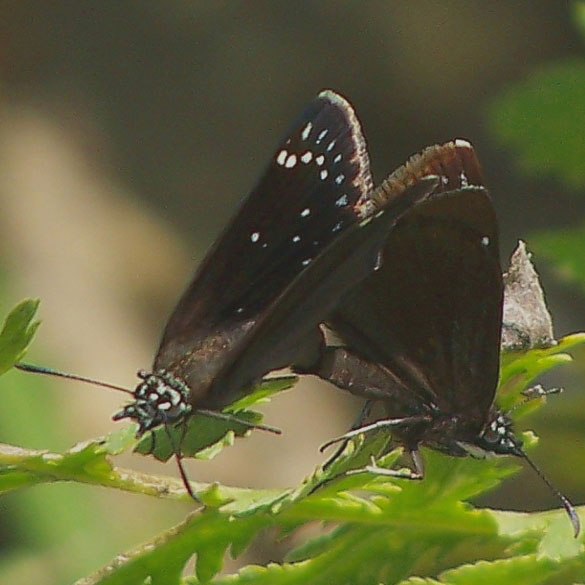 Common Sootywing