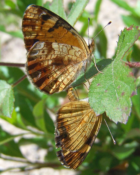 Pearl Crescent