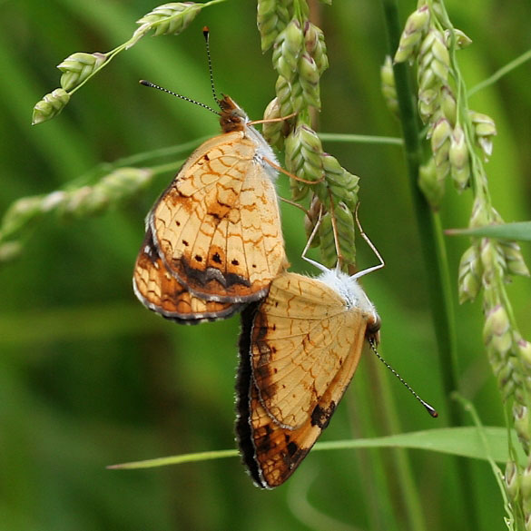 Pearl Crescent