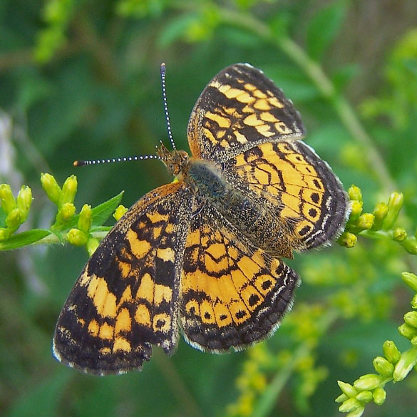 Pearl Crescent