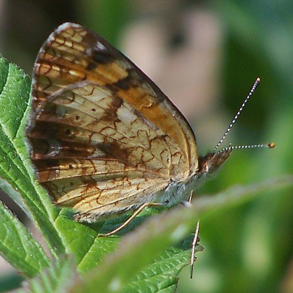 Pearl Crescent