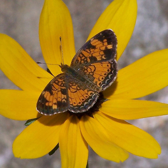 Pearl Crescent