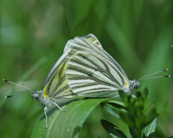 Mustard White