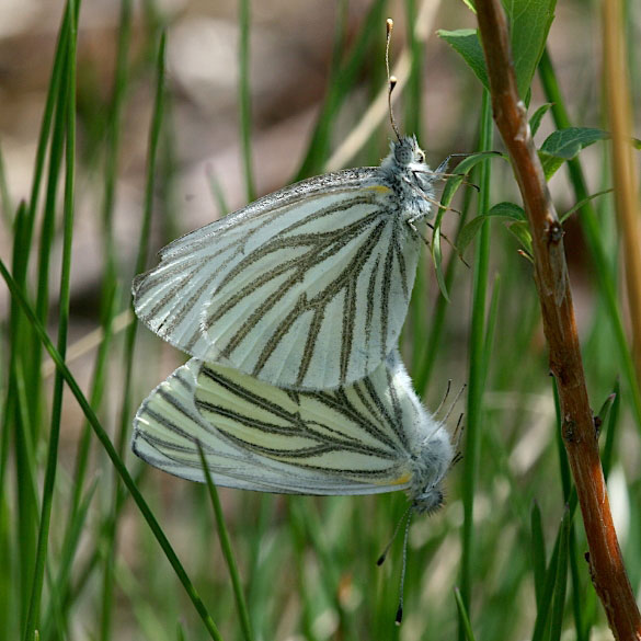 Mustard White