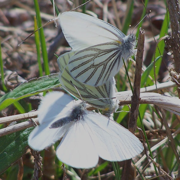 Mustard White
