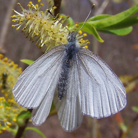 Mustard White
