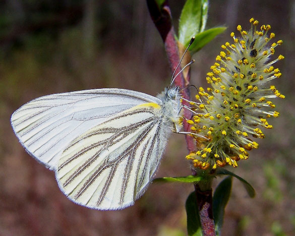 Mustard White
