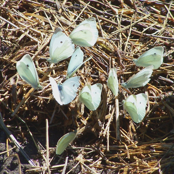 Cabbage White