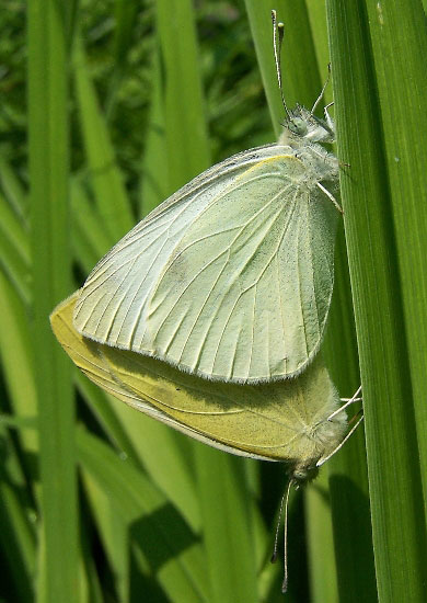 Cabbage White