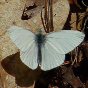 West Virginia White