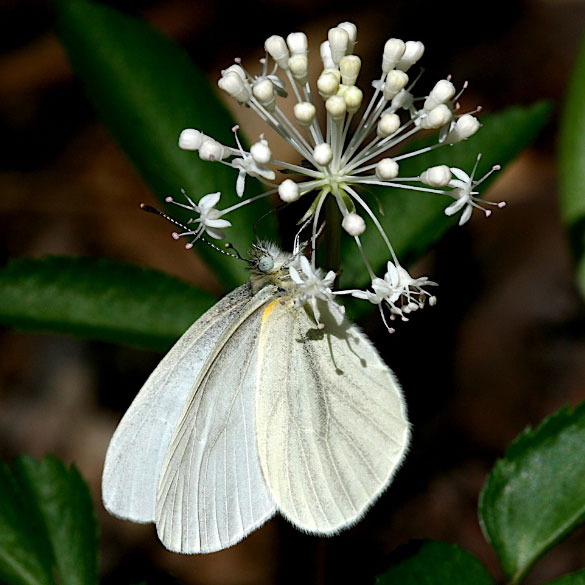 West Virginia White