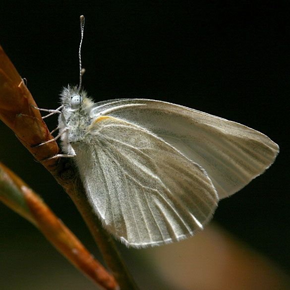 West Virginia White
