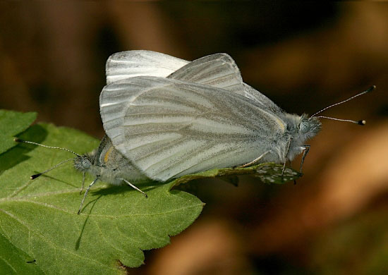 West Virginia White