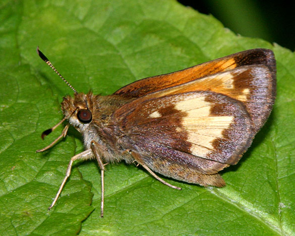 Hobomok Skipper