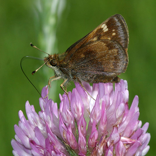 Hobomok Skipper