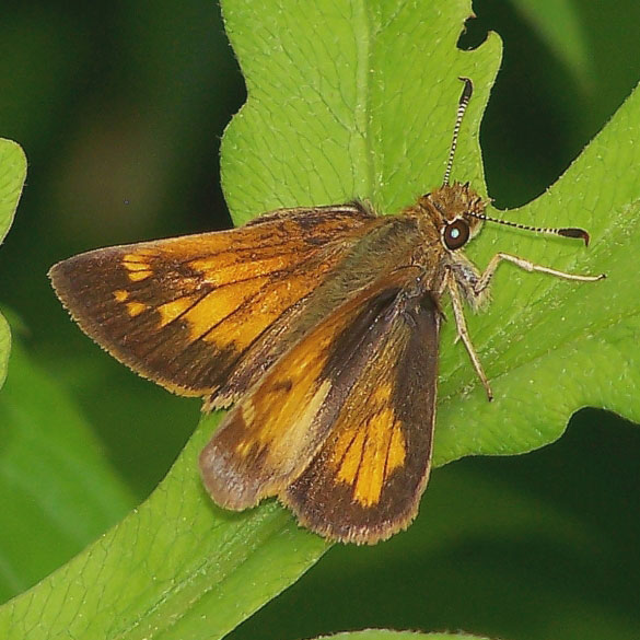 Hobomok Skipper