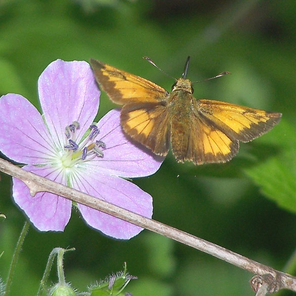 Hobomok Skipper