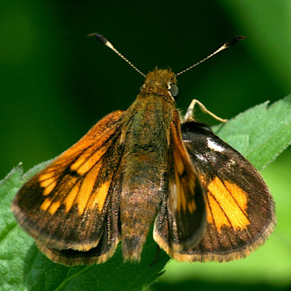 Hobomok Skipper