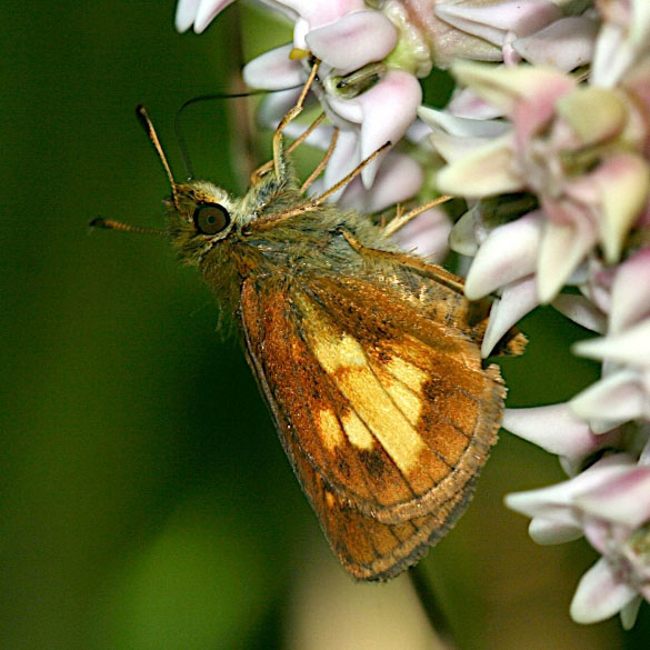 Mulberry Wing