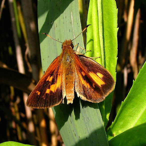 Broad-winged Skipper