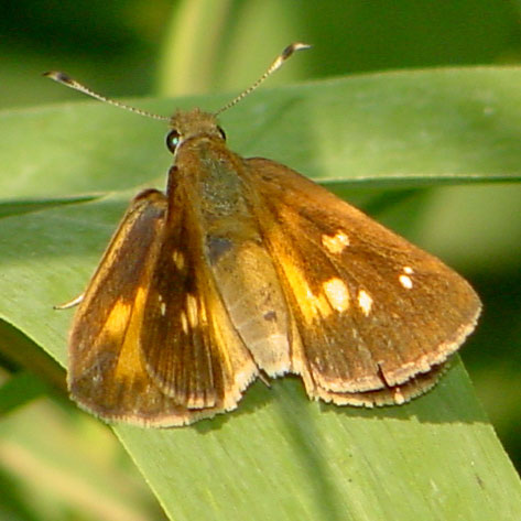 Broad-winged Skipper