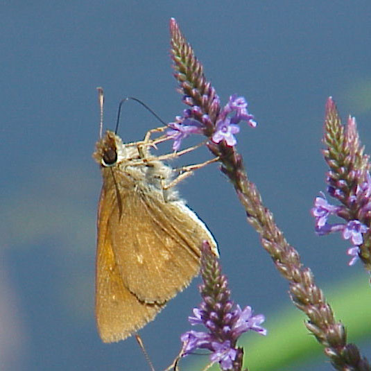 Broad-winged Skipper