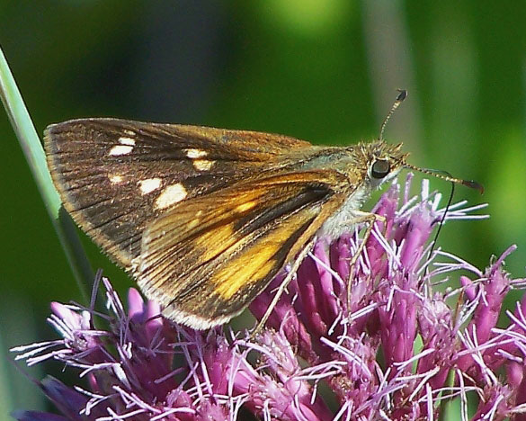 Broad-winged Skipper