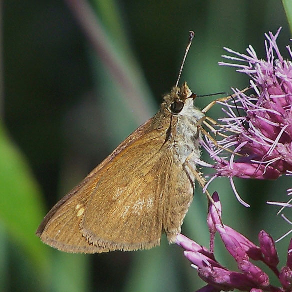 Broad-winged Skipper