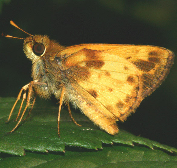 Zabulon Skipper