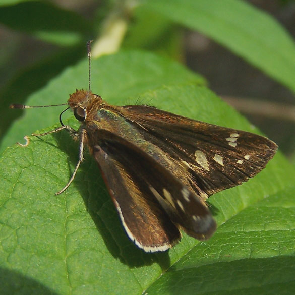 Zabulon Skipper